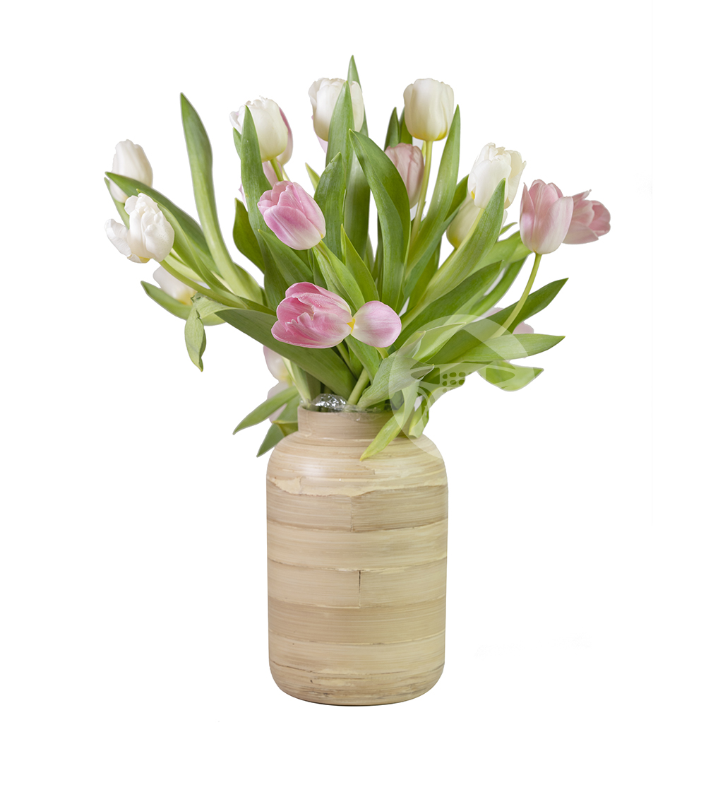 Bộ Sưu Tập Hoa Tulip